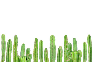 Cactus on isolated background
