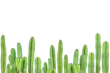 Fototapeten Kaktus auf isoliertem Hintergrund © giftography