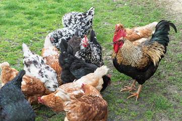 cock and hens on grass