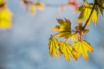 Obraz premium Beautiful young maple leaves in backlight on blue sky background at springtime