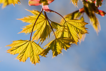 Beautiful young maple leaves in backlight on blue sky background at springtime