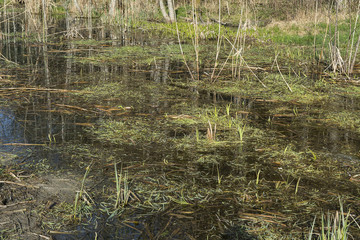 Durch Biber entstandene Auenlandschaft, Hersiwil, Solothurn, Schweiz
