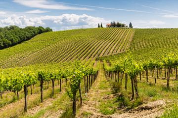 Fototapeta na wymiar Weingebiet in der Toskana