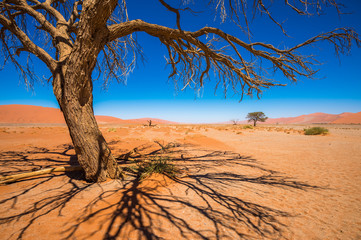 Dead Camelthorn Trees and red dunes in Sossusvlei, Namib-Naukluft National Park, Namibia