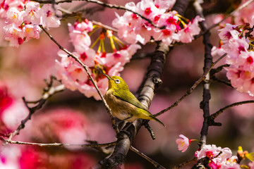The Japanese White-eye.The background is cherry blossoms. Located in Tokyo Prefecture Japan.