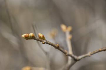 Lilac Buds