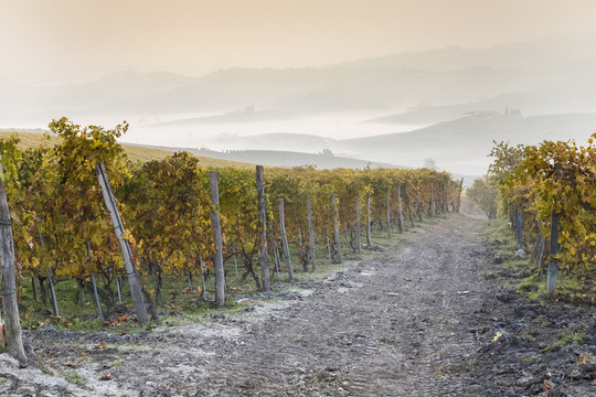 Sunrise in the vineyards near La Morra, Langhe, Cuneo district, Piedmont, Italy.