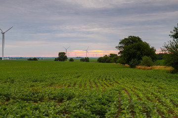 Fototapeta na wymiar down the valley with soybean fields and wind turbines