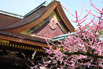  Plum blossom and Kitano Tenmangu Shrine