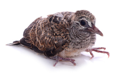 Portrait of zebra dove isolated on white background
