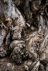 Fototapeta na wymiar Old paper bark tree with twisted knots in trunk