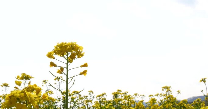 Canola flower on a field.