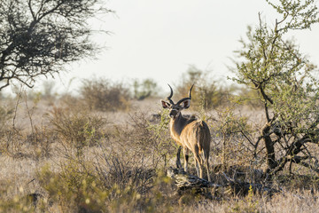 Greater kudu in Kruger National park, South Africa