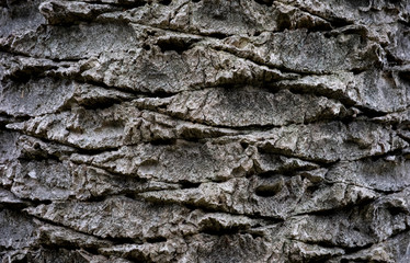 Textured surface of palm tree trunk