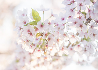Group of blooming pink and white cherry blossom on a soft white background on a sunny day