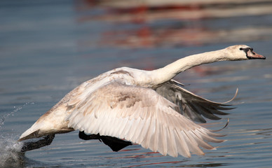 Mute Swan is taking off from water. Swan running on water at River Danube in Zemun, Belgrade,Serbia.