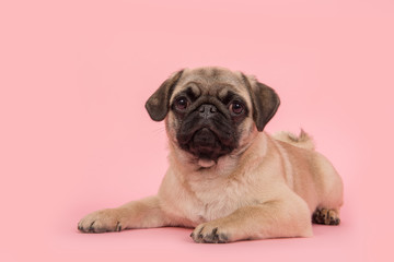 Cute young pug dog lying on the floor looking at the camera on a pink background