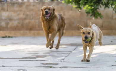 pet animals, dogs