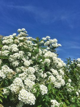 siepe di Ligustro in primavera