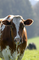 Kuh auf der Weide