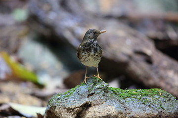 Japanese thrush (Turdus cardis) in Cuc Phoung National Park, Vietnam
