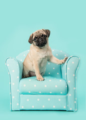 Cute sitting young pug dog looking at the camera sititng on a blue chair with white dots on a blue...