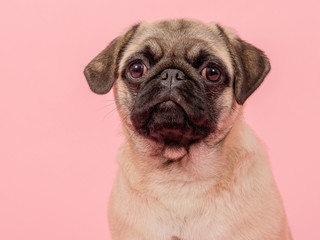 Portrait of a young adult pug looking at the camera on a pink background