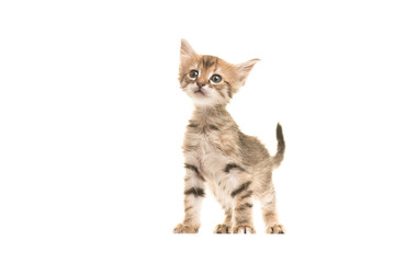 Cute tabby turkish angora baby cat standing isolated on a white background