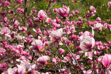 Flowers of magnolia tree in springtime