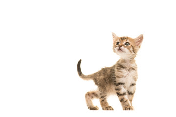 Naklejka na ściany i meble Cute tabby turkish angora baby cat walking and looking up isolated on a white background