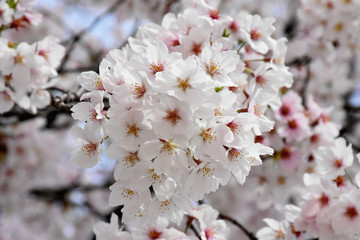 満開の桜