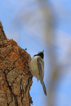 m&eacute;sange &agrave; t&ecirc;te noire
