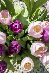 Purple and white tulips bucket easter decoration flowers brown background