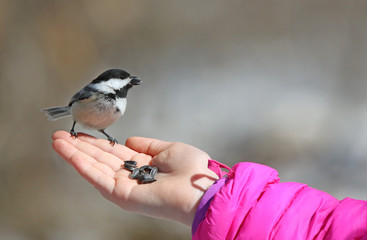 mésange à tête noire
