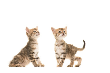 Two cute tabby turkish angora baby cats standing next to each other both looking up isolated on a white background