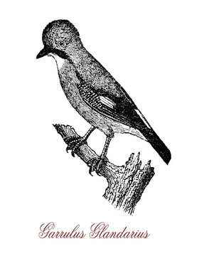 The Eurasian jay (Garrulus glandarius) is a species of bird occurring over a vast region from Western Europe and north-west Africa to the Indian Subcontinent