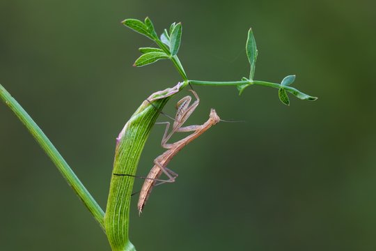 Close up of praying mantis sitting on stem