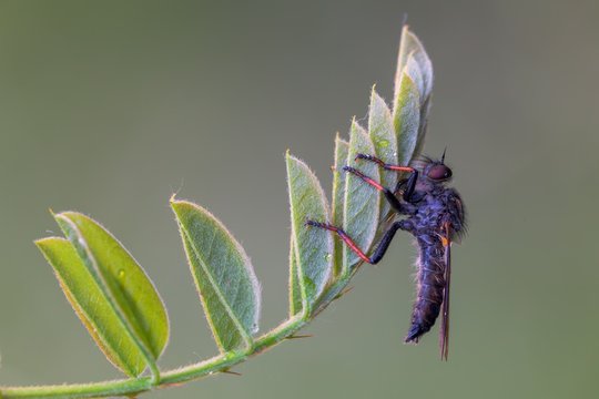 Close up of robber fly sitting on leaf