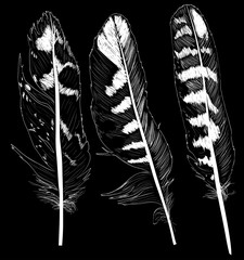 three white straight feather sketches on black