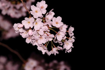 Cherry blossoms in bloom at night