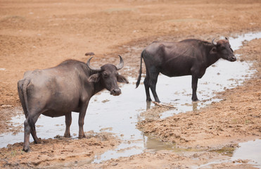 A pair of buffalo