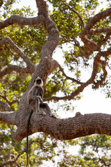 A  monkey on a tree