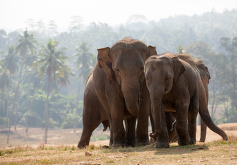 Fototapeta na wymiar Family of Indian elephants