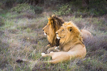 Naklejka premium Zwei Löwen
