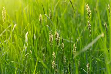 detail of grasses field