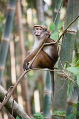Fototapeta na wymiar A monkey on a tree