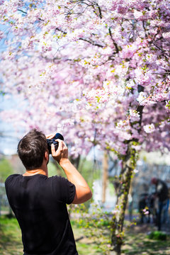A photographer takes pictures of a cherry blossom
