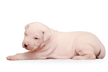 Sweet puppy of Dogo Argentino lies isolated on white background