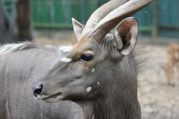 nyala