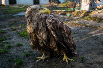 Eagle Close Up Portrait